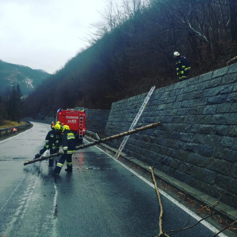 Starker Wind entwurzelt Bäume